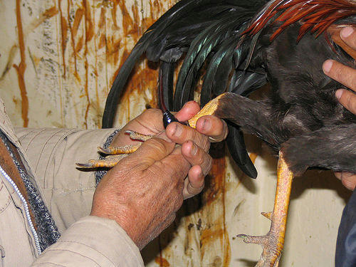 cock fight