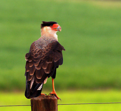 caracara