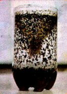 Dengue Dengue