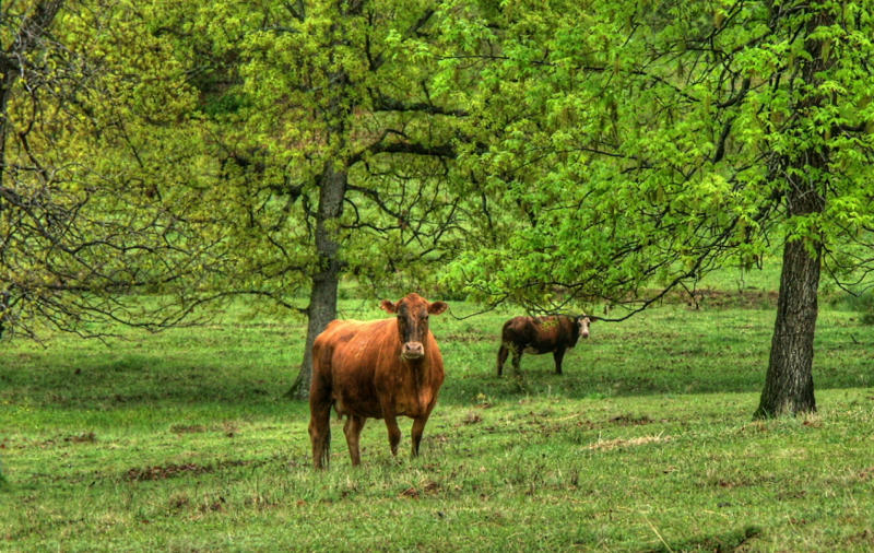 Oklahoma Ranch