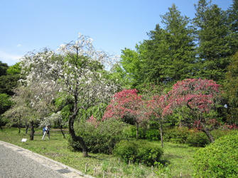 写真（神代植物公園その23）