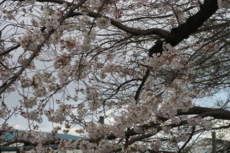 写真(桜その2)