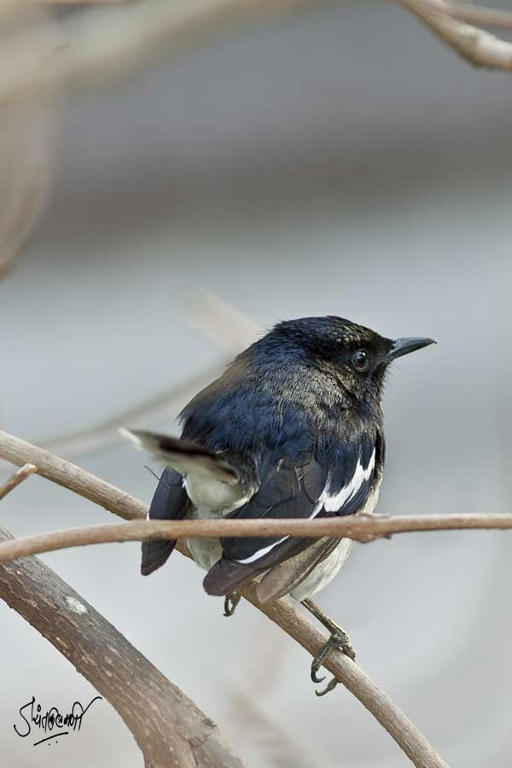 Simple, Free Image and File Hosting at MediaFire