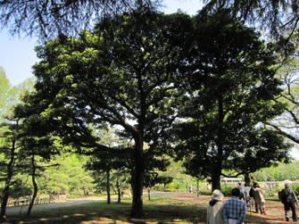 写真（神代植物公園その6）