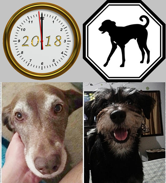 Lo que nos traerá el 2018  el Perro de Tierra chino en la Tecnología el cine y la astronomía