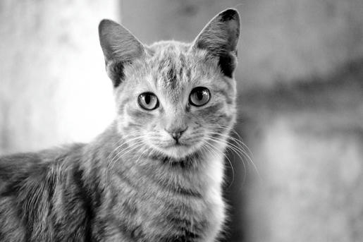 Simple, Free Image and File Hosting at MediaFire