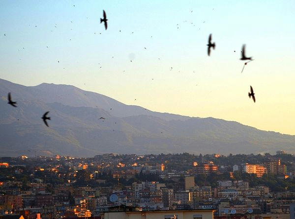 rondoni in volo su Catania al tramonto