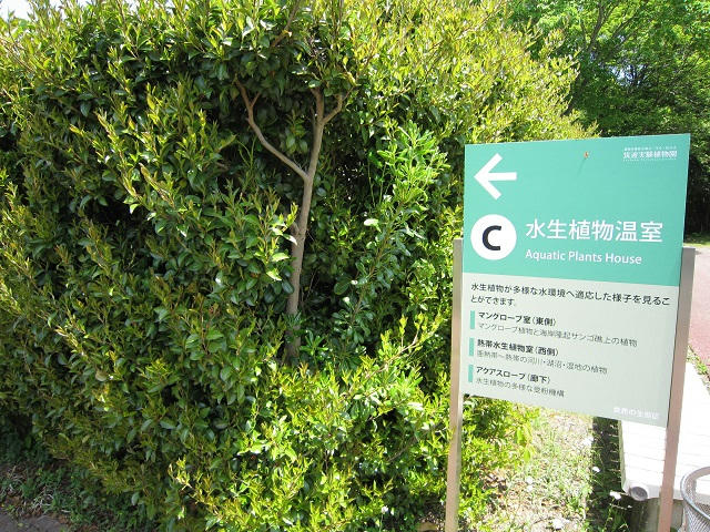 写真（筑波実験植物園その2）