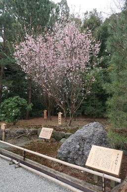 写真（寒川神社その12）