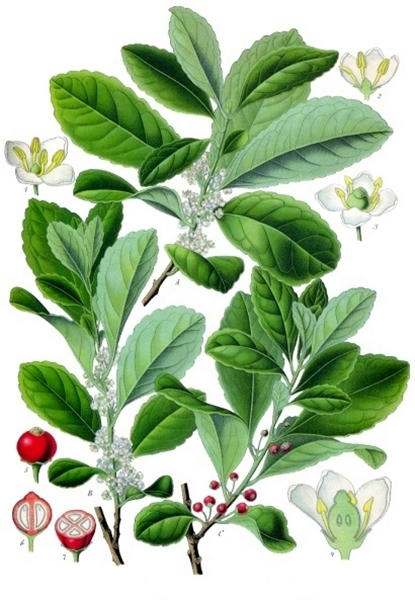 Ilex-paraguariensis,-o-yerba-mate
