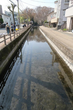 写真（桜川その4）