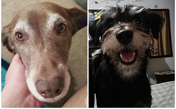  Sin importar que tan inteligente sea su perro, lo único importante es que él siempre le dará amor, cariño y compañía