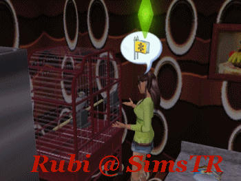 The Sims 2 Pets Parrots Teach to Talk Konuşmayı Öğrenen Papağan
