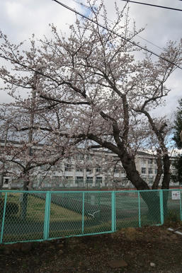写真（桜その3）