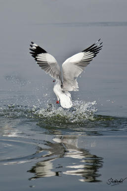 Simple, Free Image and File Hosting at MediaFire