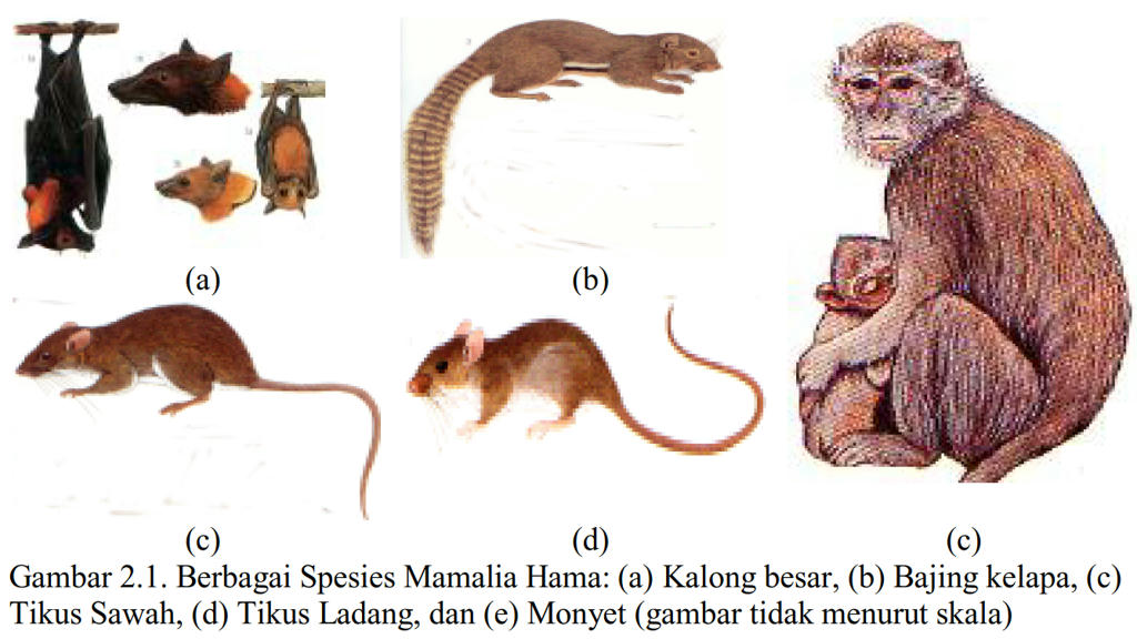  Vertebrata  Yang  Tidak Termasuk Kelas Mamalia Adalah  Guru 