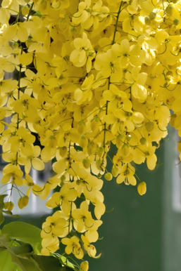 Simple, Free Image and File Hosting at MediaFire