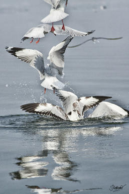 Simple, Free Image and File Hosting at MediaFire