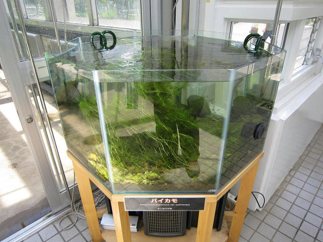 写真（筑波実験植物園その4）