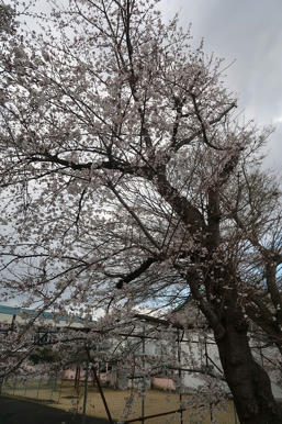 写真（桜その1）