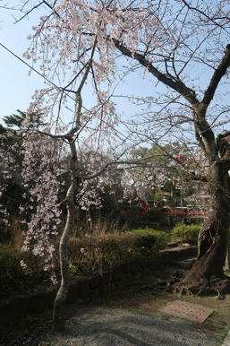 写真（三嶋大社その4）