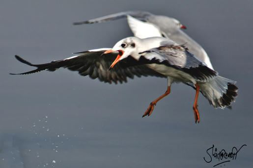 Simple, Free Image and File Hosting at MediaFire