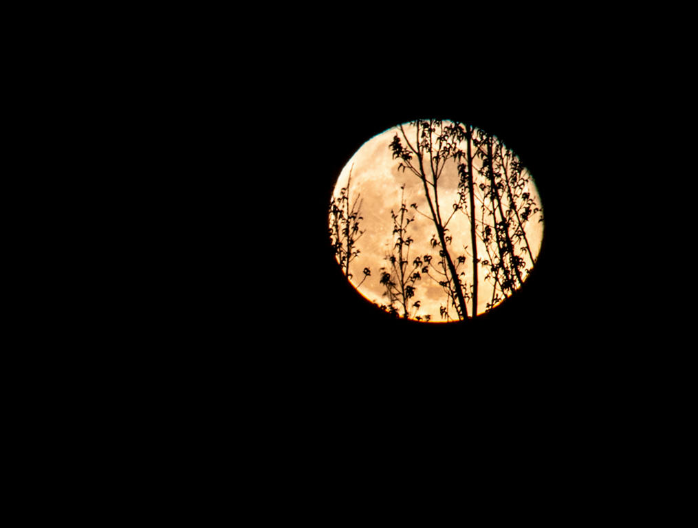 Pink Super Moon