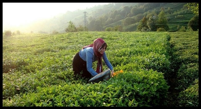 karadeniz çay bahçeleri
