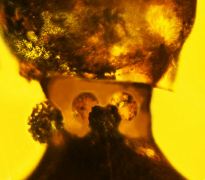  Extraña nueva especie 