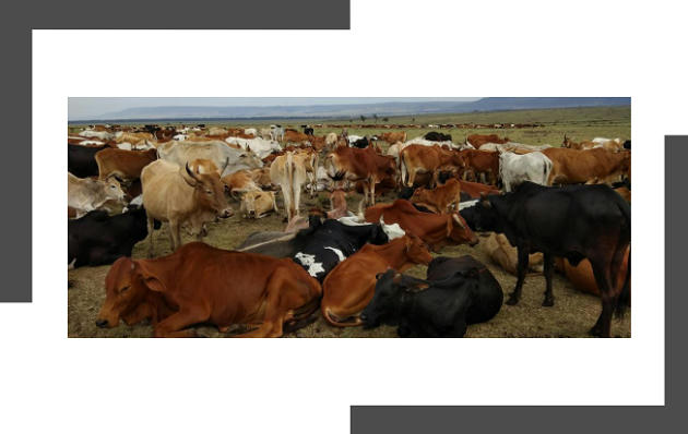 sahiwal cattle burning issues free pdf download studyiq sahiwal cattle burning issues free