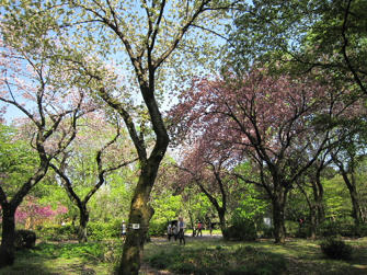 写真（神代植物公園その21）