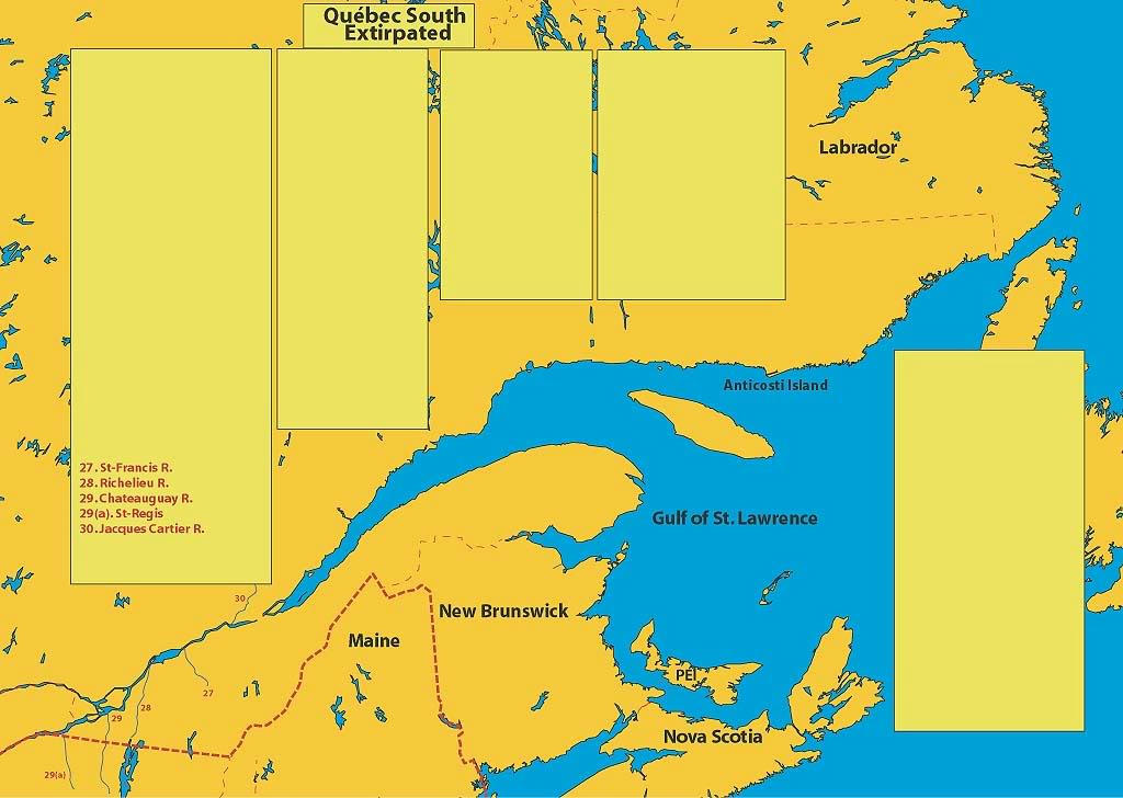 Confirmation De Montaison De Saumons Dans La Ch?teauguay. Les grands