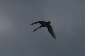 写真(白鳥拡大その2)