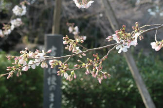 写真（三嶋大社その3）