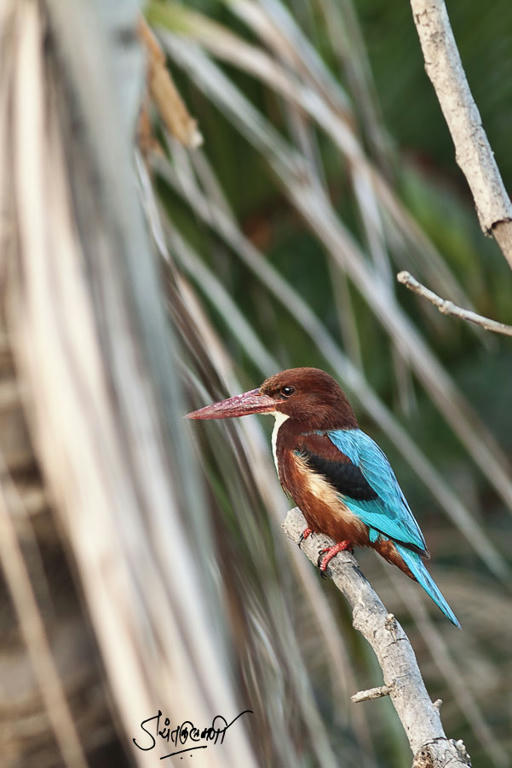 Simple, Free Image and File Hosting at MediaFire