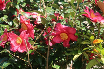 写真（山茶花その2）