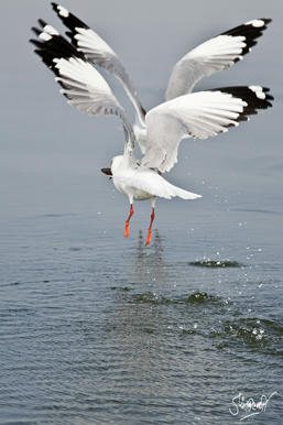 Simple, Free Image and File Hosting at MediaFire