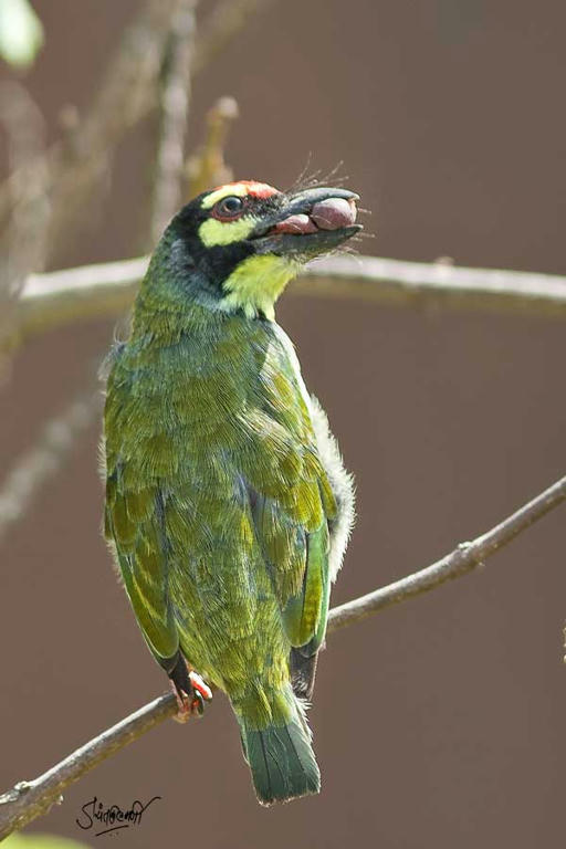 Simple, Free Image and File Hosting at MediaFire