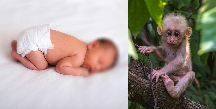  Crean embrión quimera mezcla de humano y macaco