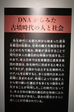 写真（古代DNAその9）