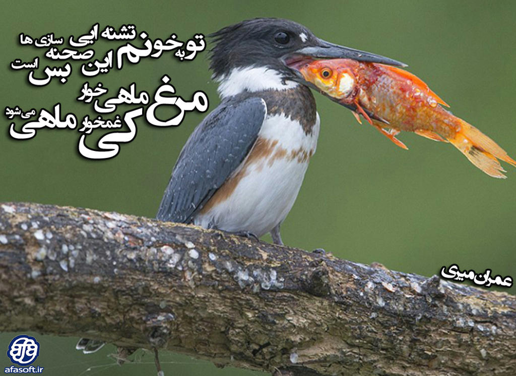 :: مرغ ماهی خوار کی غمخوار ماهی می شود ::