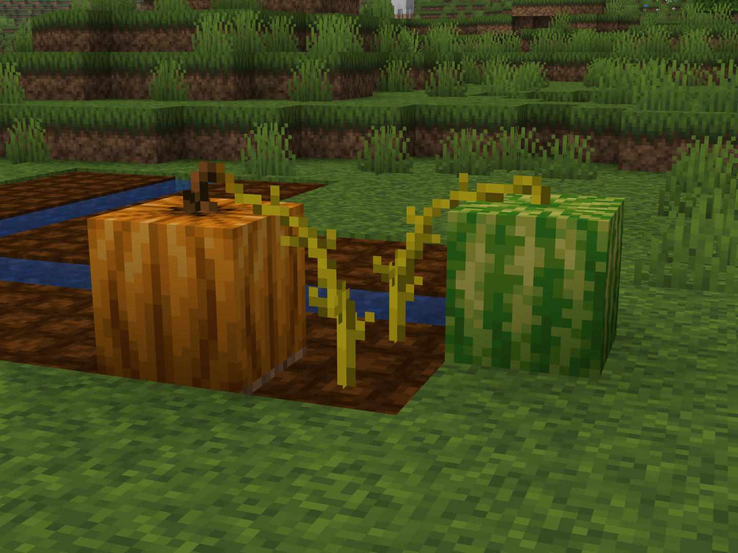 Pumpkin and melon textures