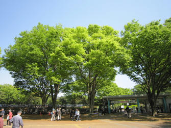 写真（神代植物公園その1）