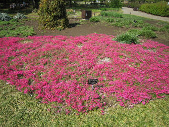写真（神代植物公園その19）