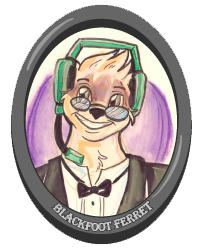 Blackfoot Ferret