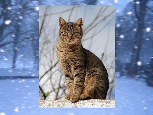  La historia del gato que salvó a un bebe de morir de frío en Rusia