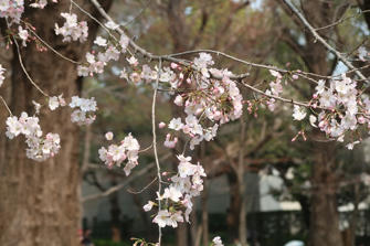写真（上野公園その3）