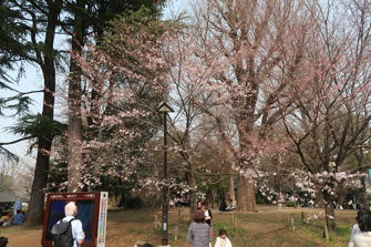 写真（上野公園その2）