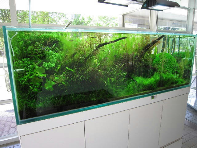 写真（筑波実験植物園その3）