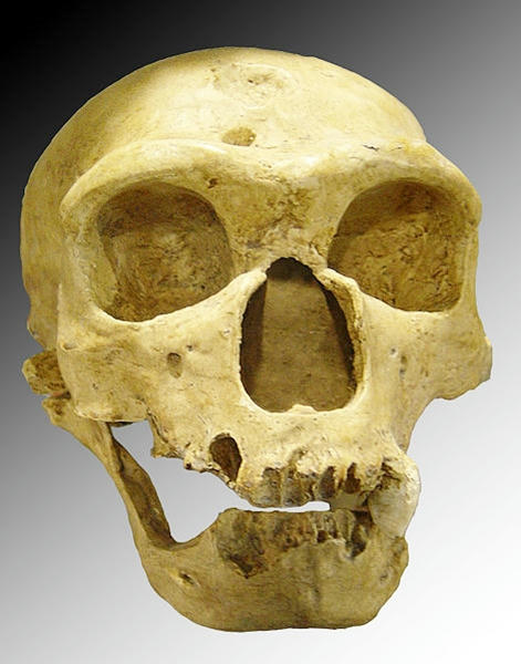  Cráneo de un hombre de Neanderthal 